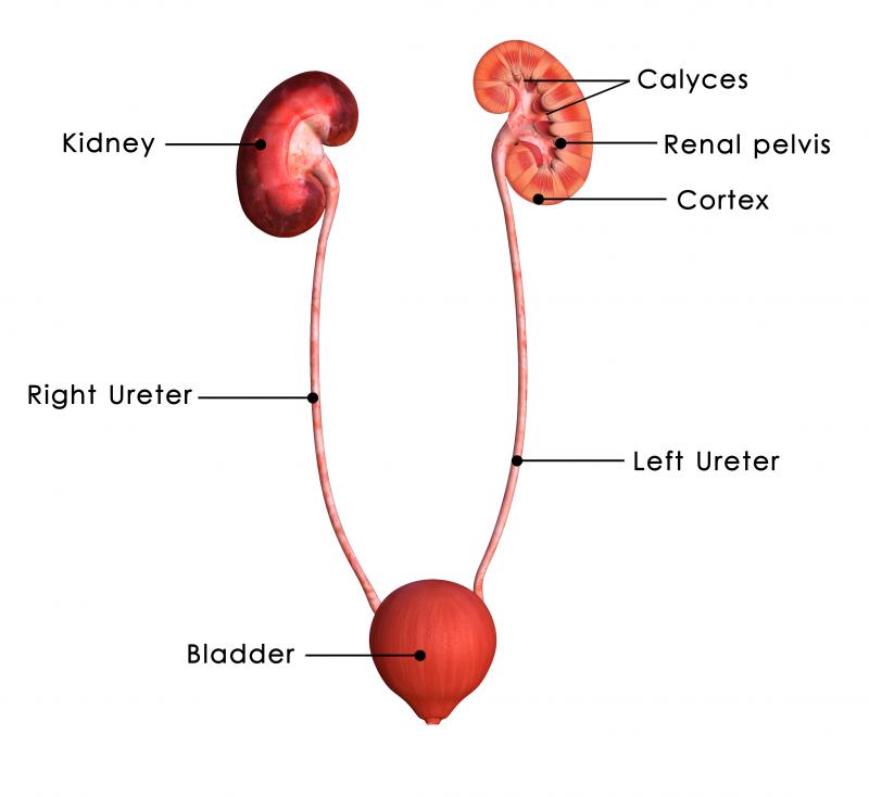 Kidneys