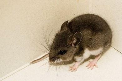Image of Mouse